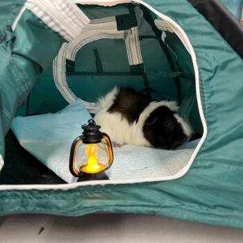 Rescue Guinea Pig Guinea Pigs for Adoption in Las Vegas, Nevada - Mello | PetCurious